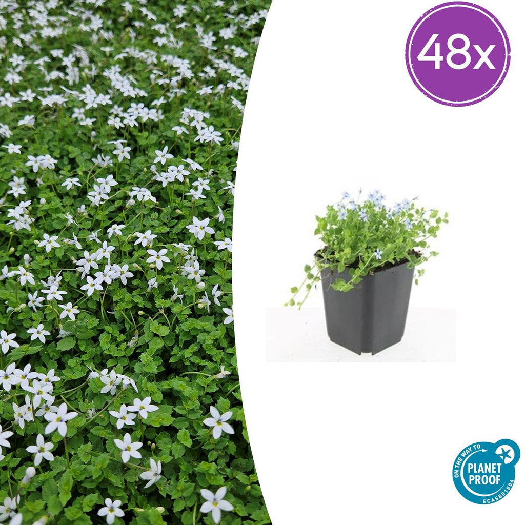 Isotoma fluviatilis 'Alba-' (blaue Teppichpflanze) – 48 Pflanzen, Ø9 cm, 10–25 cm hoch – Bild 2