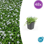 Isotoma fluviatilis 'Alba-' (blaue Teppichpflanze) – 48 Pflanzen, Ø9 cm, 10–25 cm hoch
