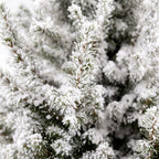 Picea glauca Conica (grantræ) – Ø19 cm, 65 cm høj – hvid