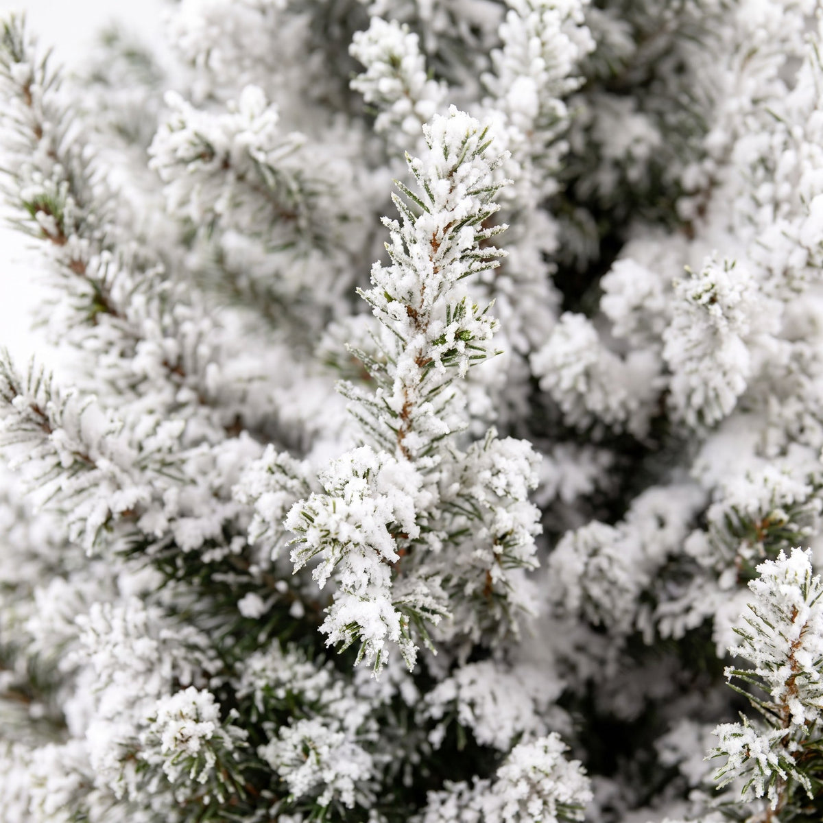 Picea glauca Conica (grantræ) – Ø19 cm, 65 cm høj – hvid