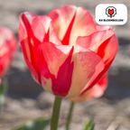 Tulpe 'Spring Break' – 20 Blumenzwiebeln (Zwiebelgröße 11/12)