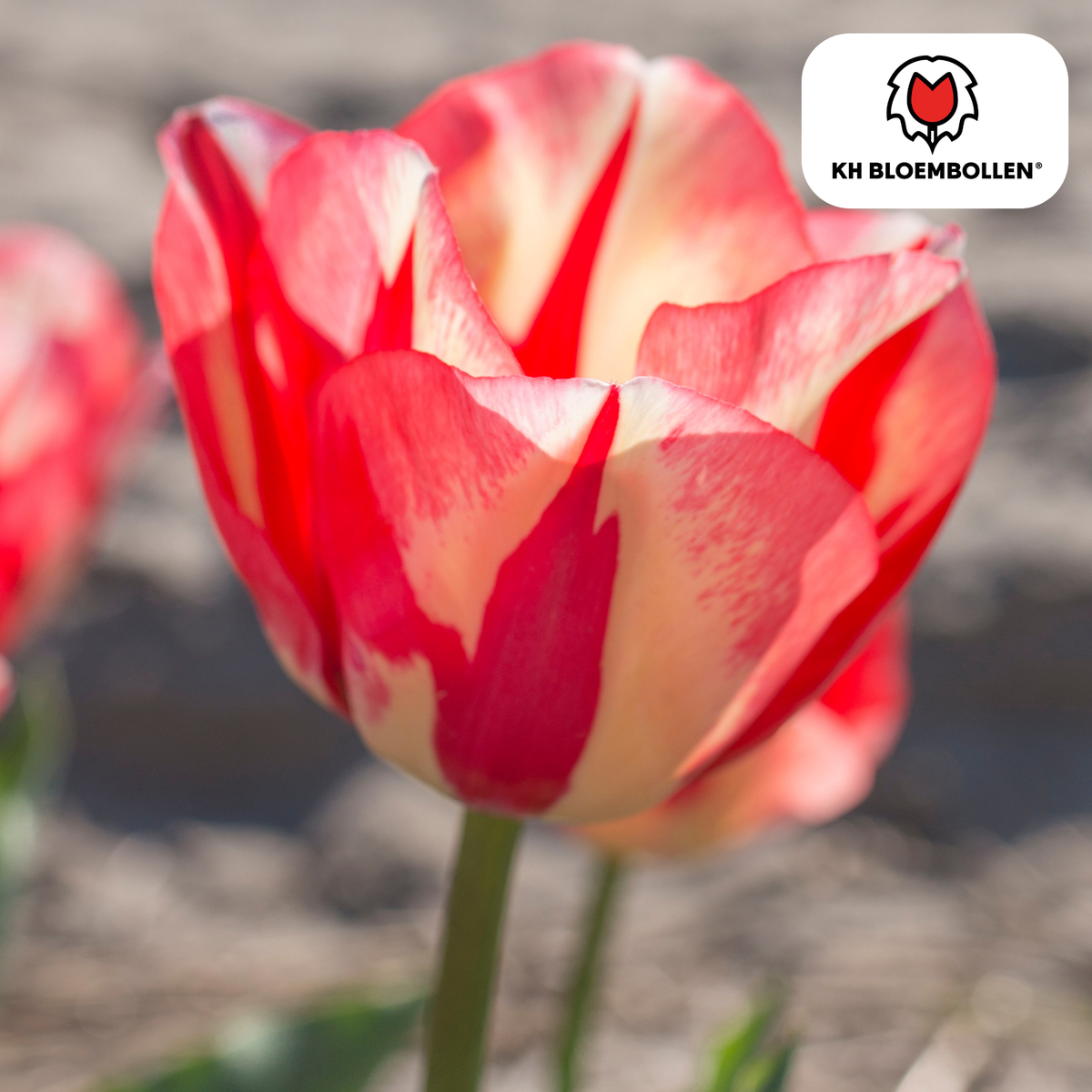 Tulpe 'Spring Break' – 20 Blumenzwiebeln (Zwiebelgröße 11/12)