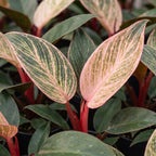 Philodendron Pink Bikini – Ø6 cm, 10 cm de haut