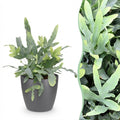 Phlebodium aureum Blue Star (blue star fern) in grey decorative pot – Ø12 cm, 25 cm high