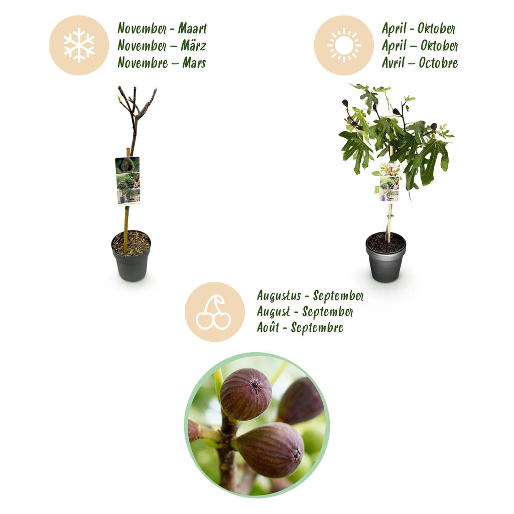 Ficus carica 'Little Miss Figgy' (fig tree) on standard – Ø19 cm, 90 cm high – photo 9