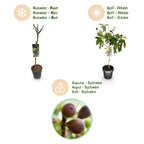 Ficus carica 'Little Miss Figgy' (fig tree) on standard – Ø19 cm, 90 cm high