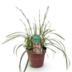 Carex morrowii 'Ice Dance' (sedge) – Ø17 cm, 50 cm high