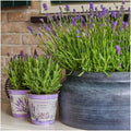 Lavandula stoechas 'Anouk' (lavendel) in Lavendelprint-sierpot – 3 planten, Ø13 cm, 250 cm hoog