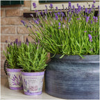 Lavandula stoechas 'Anouk' (lavender) in lavender-print decorative pot – 3 plants, Ø13 cm, 250 cm high
