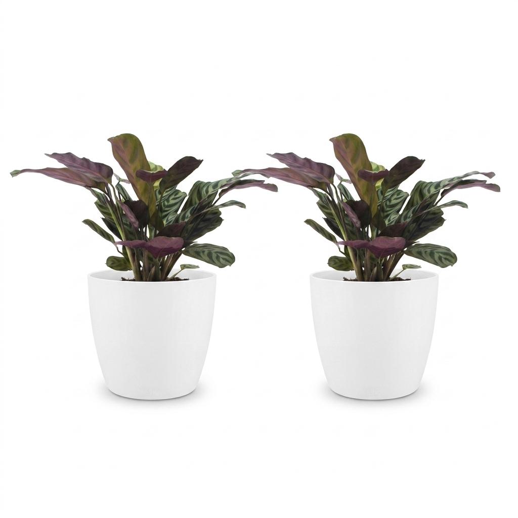 2× Ctenanthe burle-marxii (fiskebensplante) i Potter-pyntepotte hvid – Ø12 cm, 30 cm høj