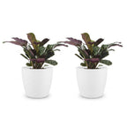 2× Ctenanthe burle-marxii (fiskebensplante) i Potter-pyntepotte hvid – Ø12 cm, 30 cm høj