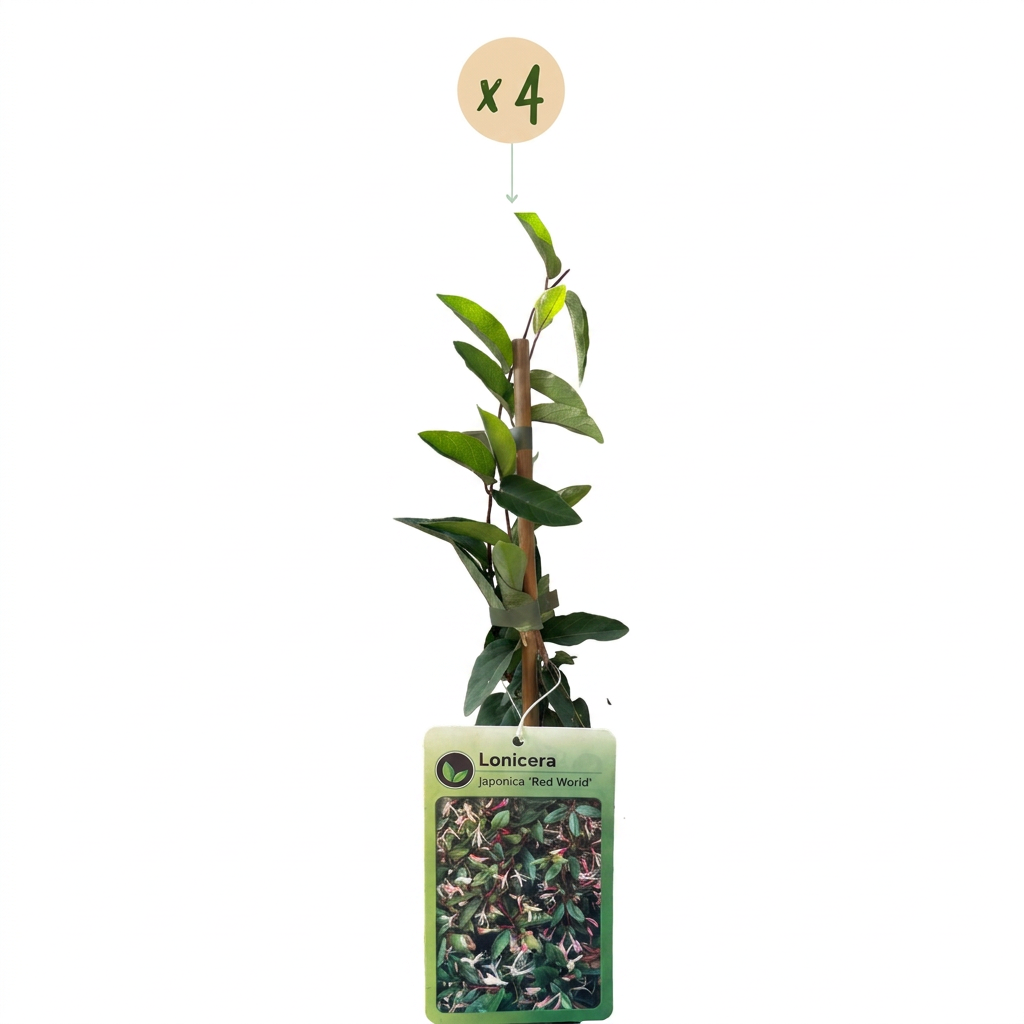 Lonicera japonica 'Red World' (chèvrefeuille du Japon) – rouge-rose – 4 plantes, Ø9 cm, 35 cm de haut – photo 2