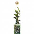 Lonicera japonica 'Red World' (chèvrefeuille du Japon) – rouge-rose – 4 plantes, Ø9 cm, 35 cm de haut