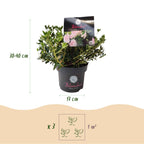 Rhododendron 'Bloombux Light Pink' (rhododendron) – 4 plantes, Ø17 cm, 30–40 cm de haut
