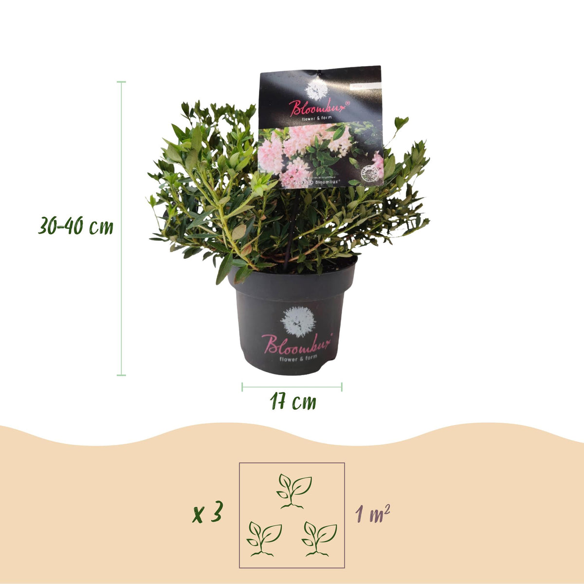 Rhododendron 'Bloombux Light Pink' (rhododendron) – 4 plantes, Ø17 cm, 30–40 cm de haut – photo 3