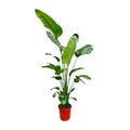 Strelitzia nicolai (weiße Paradiesvogelblume) – Ø25 cm, 200 cm hoch