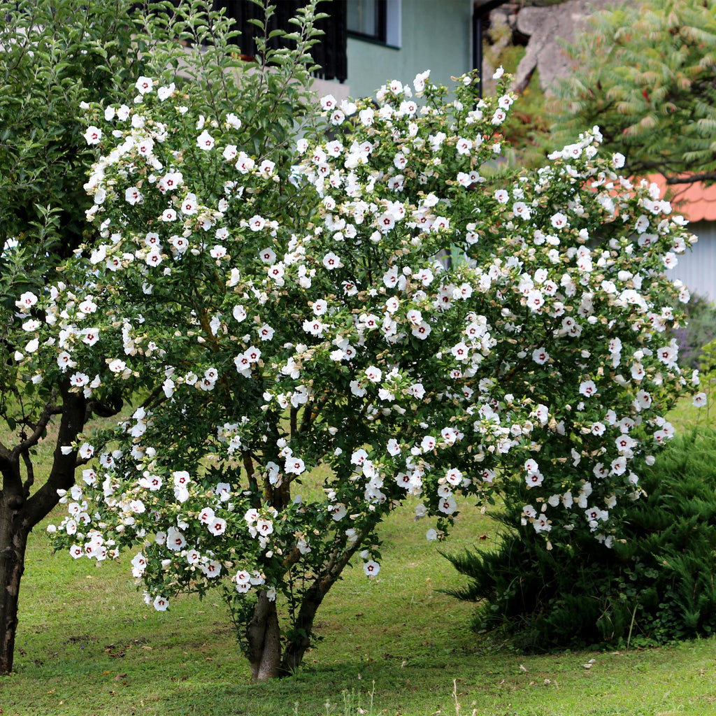 Hibiscus syriacus 'Red Heart' (hibiscus de jardin) – blanc-rouge – 3 plants, Ø17 cm, 45 cm de haut – photo 6