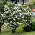 Hibiscus syriacus 'Red Heart' (hibiscus de jardin) – blanc-rouge – 3 plants, Ø17 cm, 45 cm de haut