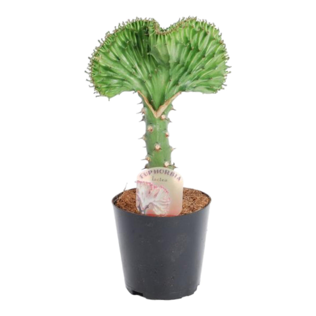 Euphorbia lactea Cristata groen – Ø12 cm, 35 cm hoog