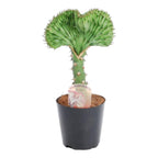 Euphorbia lactea Cristata groen – Ø12 cm, 35 cm hoog
