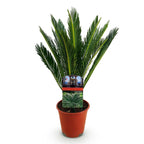 Cycas revoluta (palmebregne) – Ø15 cm, 45–55 cm høj