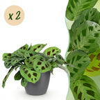 2× Maranta Fascinator Kerchoveana (bedplant) i Potter-pyntepotte grå – Ø12 cm, 25 cm høj