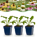 Echinacea 'Tricolour' (Sonnenhut) – gelb-rosa-weiß – 24 Pflanzen, Ø 11 cm, 15–25 cm hoch