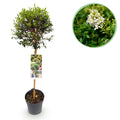 Ligustrum delavayanum (Liguster) auf Stamm – Ø 19 cm, 90 cm hoch