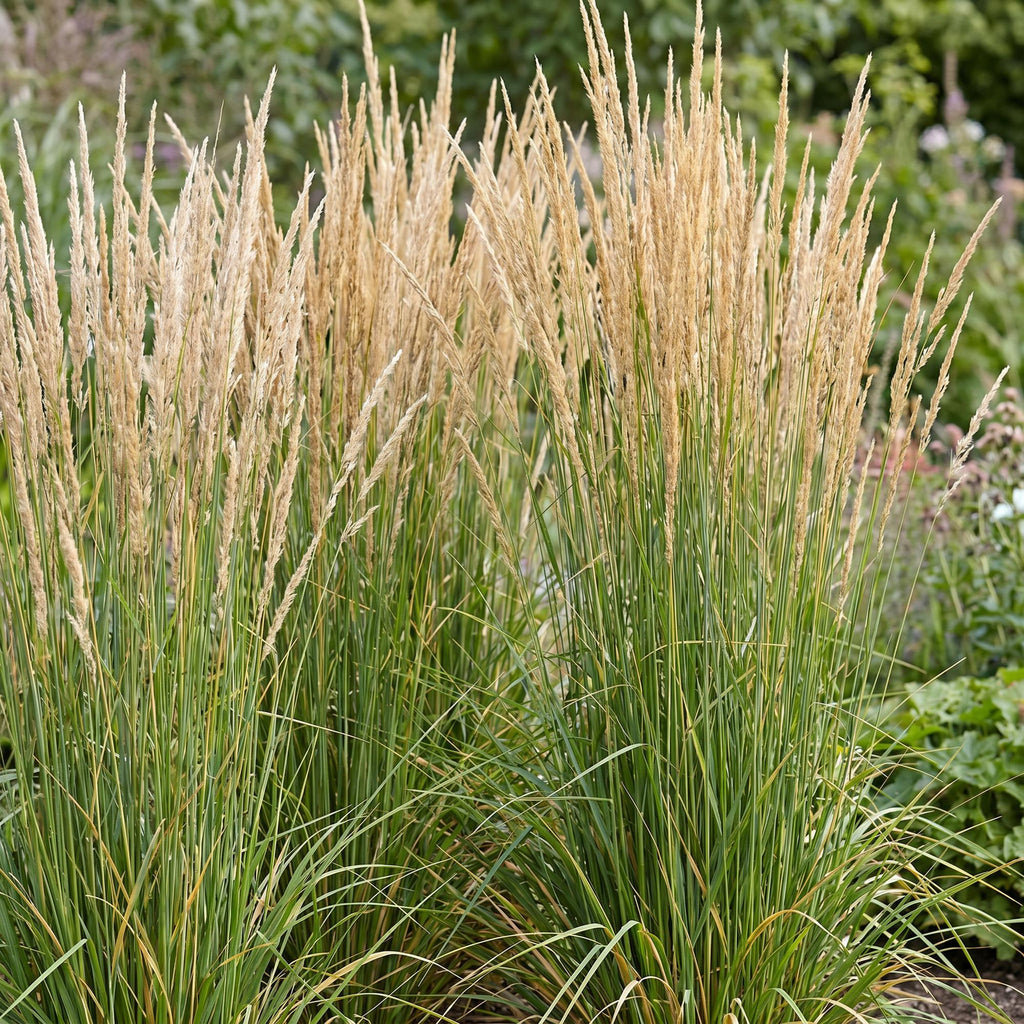 Calamagrostis 'Karl Foerster' (herbe de la Pampa) – 24 plants, Ø11 cm, 15–25 cm de haut – photo 5