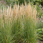 Calamagrostis 'Karl Foerster' (herbe de la Pampa) – 24 plants, Ø11 cm, 15–25 cm de haut