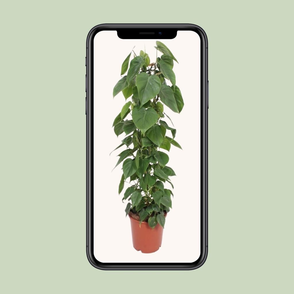 Philodendron scandens – Ø24 cm, 120 cm de haut – photo 4