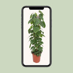 Philodendron scandens – Ø24 cm, 120 cm de haut
