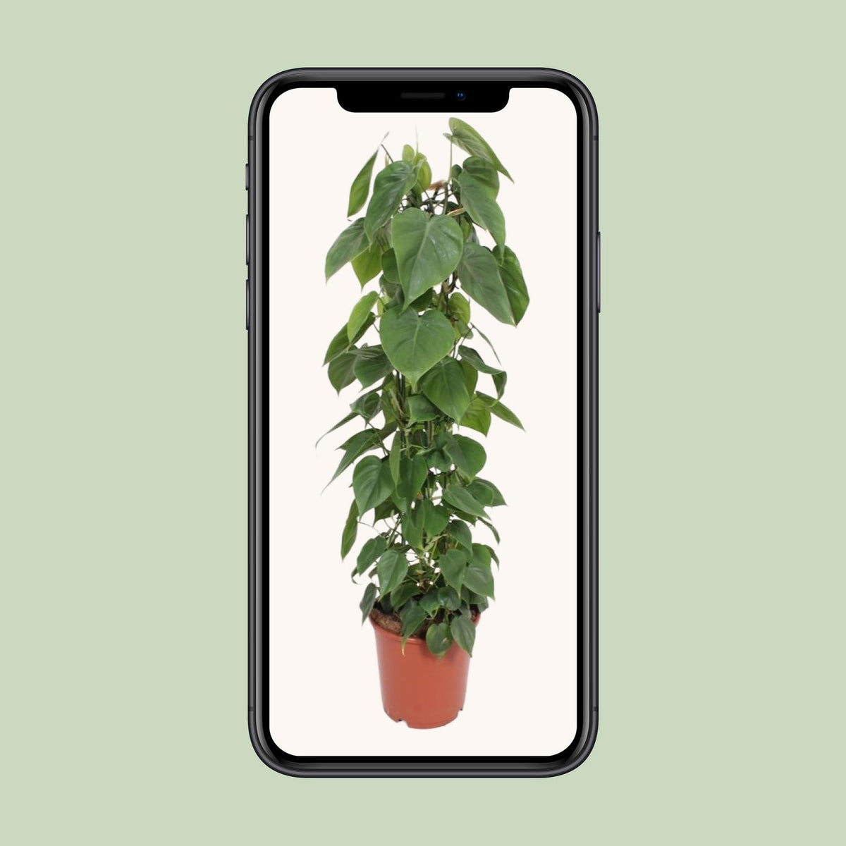 Philodendron scandens – Ø24 cm, 120 cm de haut