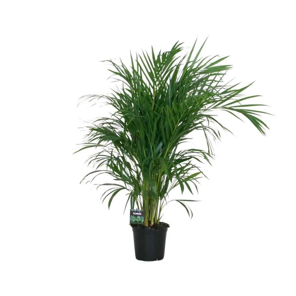 Dypsis lutescens 120 (goudpalm) – Ø19 cm, 100 cm hoog