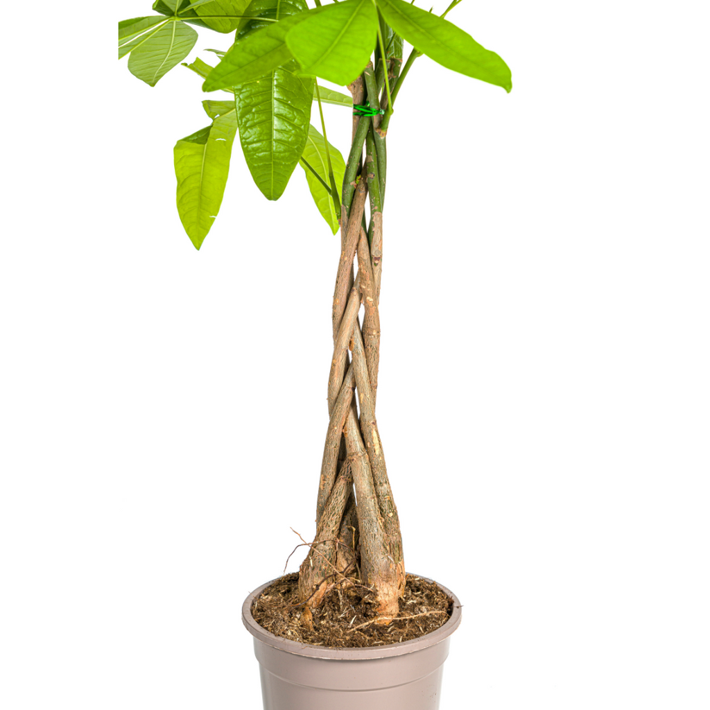 Pachira aquatica (Geldbaum) – Ø 19 cm, 70–90 cm hoch