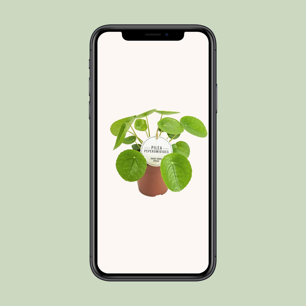 Pilea peperomioides (Pannkuchenpflanze) – Ø 13 cm, 20 cm hoch