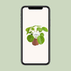 Pilea peperomioides (Pannkuchenpflanze) – Ø 13 cm, 20 cm hoch
