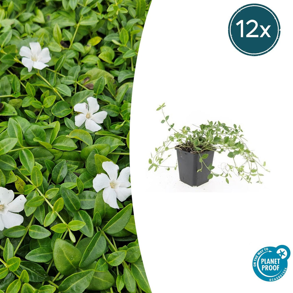 Vinca minor 'Gertrude Jekyll' (periwinkle) – 12 plants, Ø9 cm, 10–25 cm high – photo 2