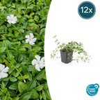 Vinca minor 'Gertrude Jekyll' (periwinkle) – 12 plants, Ø9 cm, 10–25 cm high