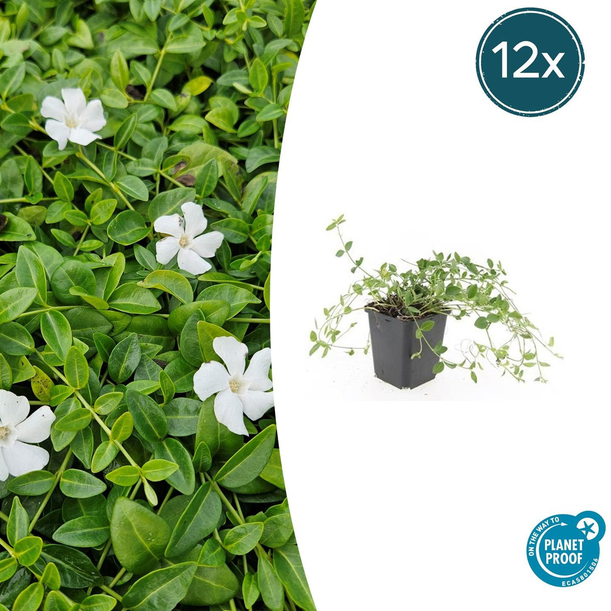 Vinca minor 'Gertrude Jekyll' (periwinkle) – 12 plants, Ø9 cm, 10–25 cm high – photo 2
