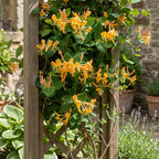 Lonicera tellmanniana (Tellmanns kaprifolie) – orange-gul – 2 planter, Ø9 cm, 35 cm høj