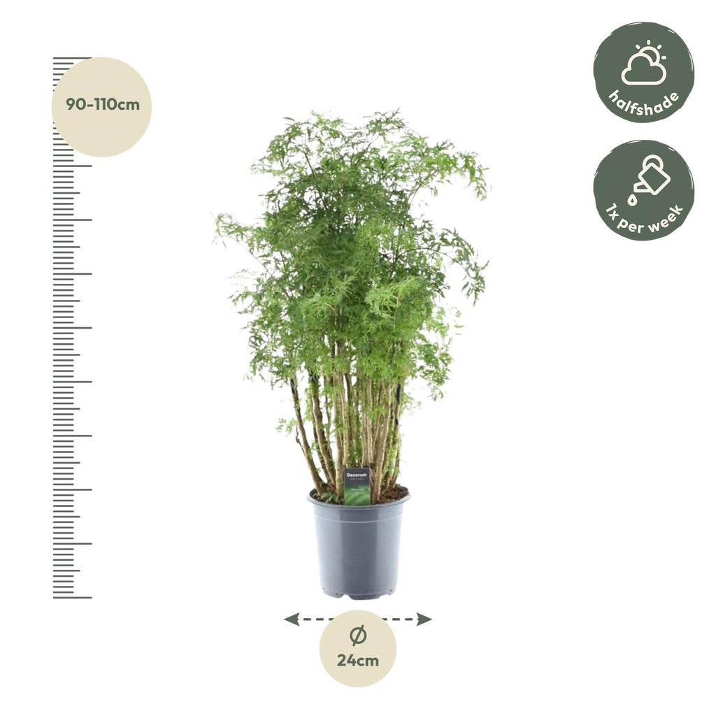 Polyscias Hawaiiana Ming (aralia) – Ø24 cm, 90 cm de haut