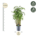 Polyscias Hawaiiana Ming (aralia) – Ø24 cm, 90 cm de haut