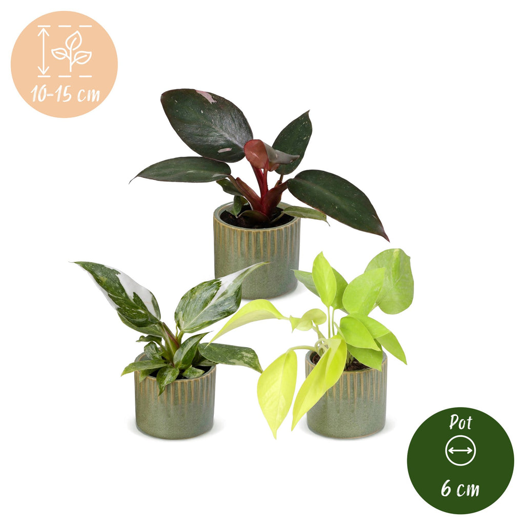 3× Philodendron tricolore bébé incl. olive Linnea – Ø6 cm, 10–15 cm de haut