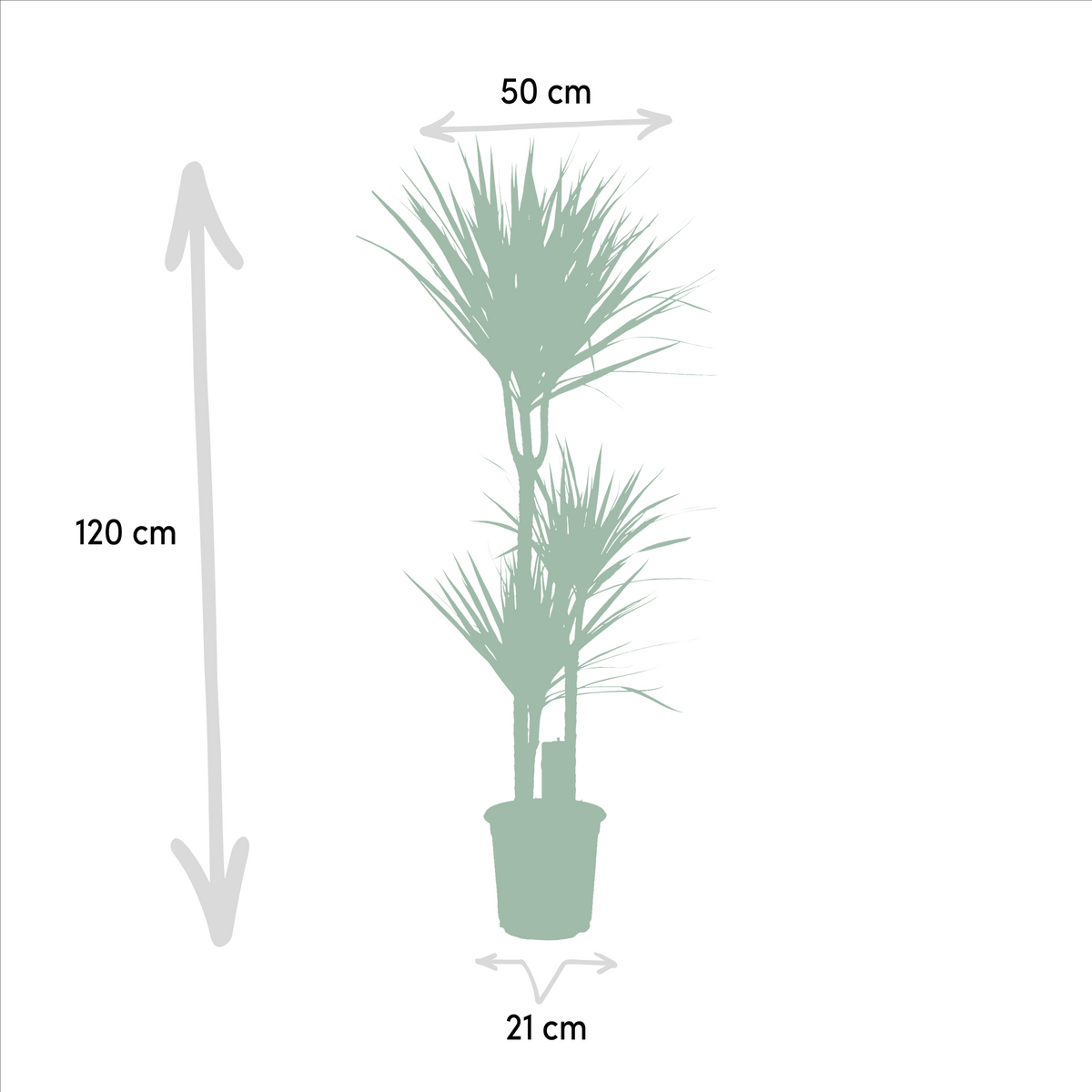 Dracaena (Drachenbaum) – Ø 21 cm, 70 cm hoch