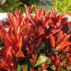 Photinia fraseri 'Red Robin' (grøn rød) – 6 planter, Ø17 cm, 50 cm høje