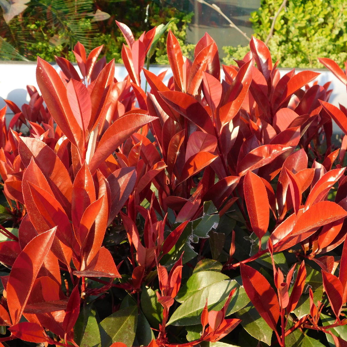 Photinia fraseri 'Red Robin' (grøn rød) – 6 planter, Ø17 cm, 50 cm høje – billede 5