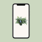 Phlebodium aureum Blue Star (blue fern) – Ø17 cm, 50 cm high
