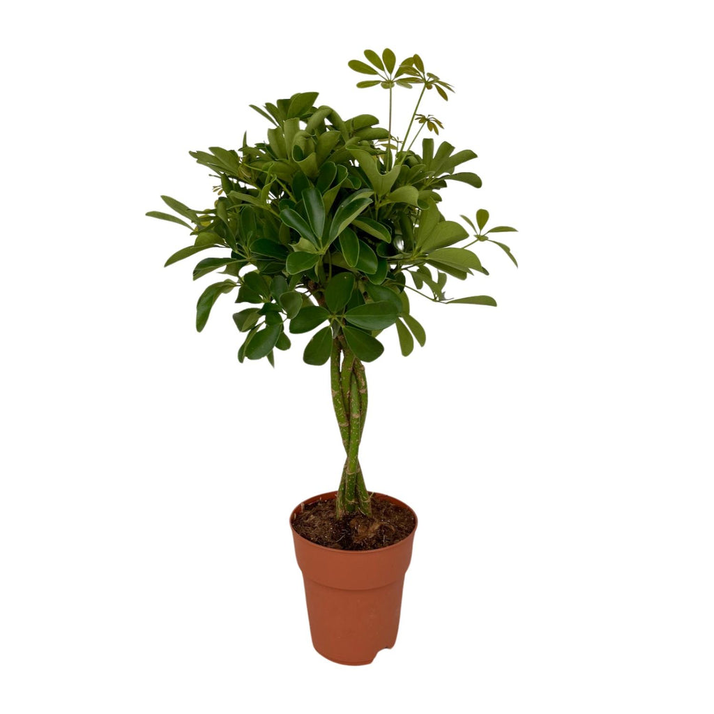 Schefflera Compacta (Dracaena) – Ø19 cm, 80 cm høj