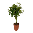 Schefflera Compacta (Dracaena) – Ø19 cm, 80 cm høj